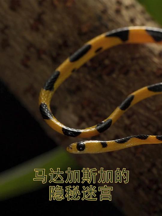 马达加斯加的隐秘迷宫 第一季 封面